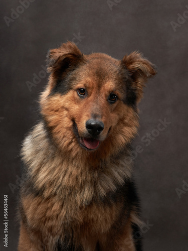 portrait of a beautiful dog on a brown canvas. Mix of breeds. Pet in the studio, artistic photo on the background © Anna Averianova