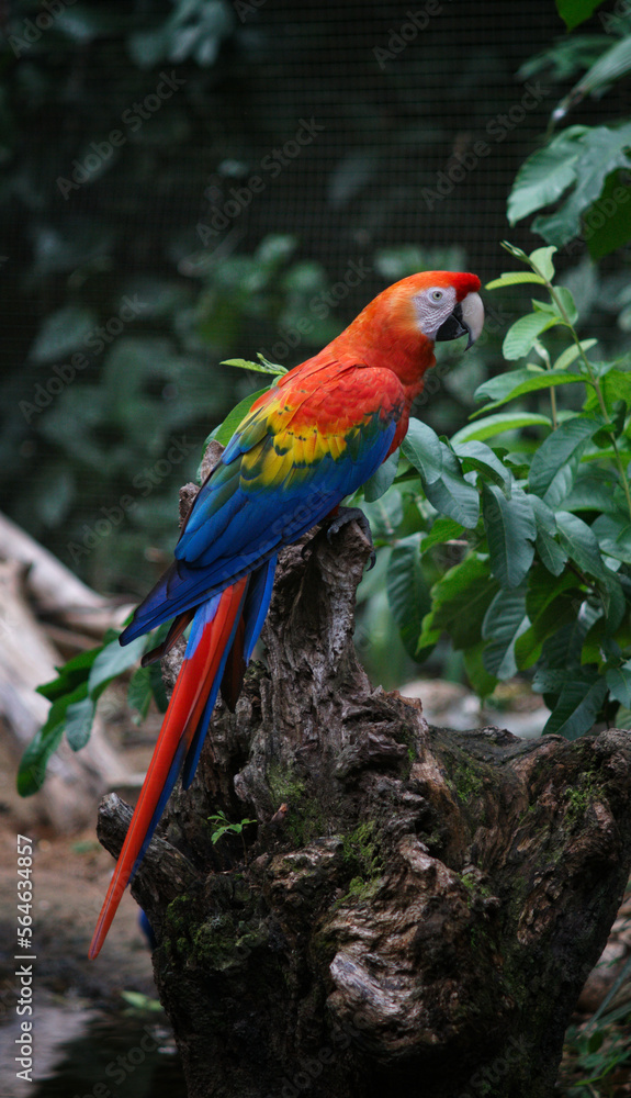 macaw over a branch in the nature