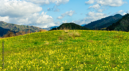 Panoramic view of idyllic mountain scenery in the Alps with fresh green meadows blooming on a beautiful sunny spring day