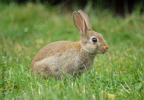 rabbit in the grass © niklas storm