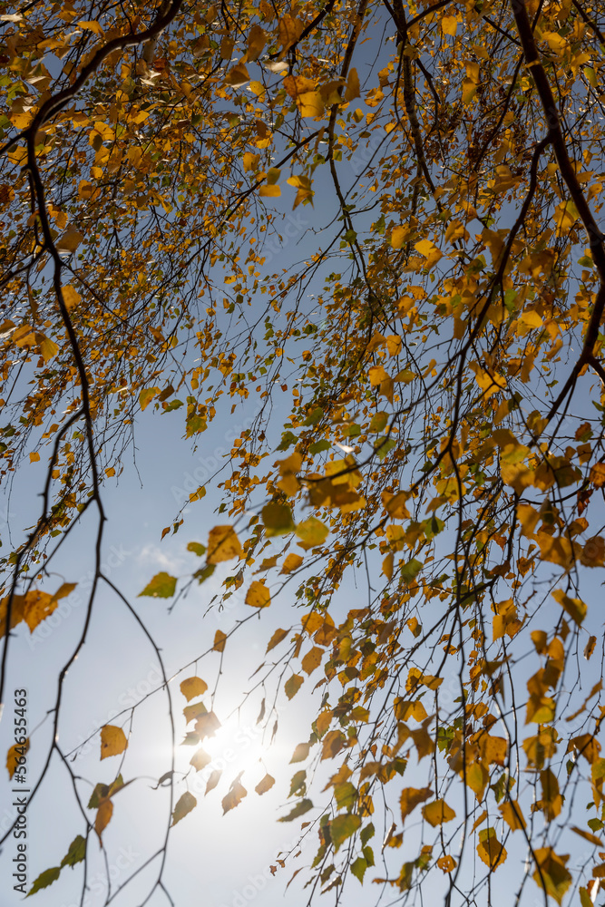 Fototapeta premium Yellowing birch foliage in October