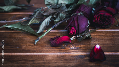 Photography red dry withered roses on a black background flowers