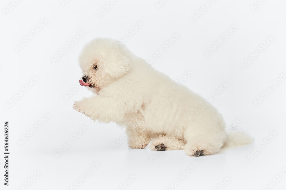 White fluffy hairy dog bichon frize sitting and giving paw over white studio background. Dog before grooming. Concept of care, animal health, visit to vet