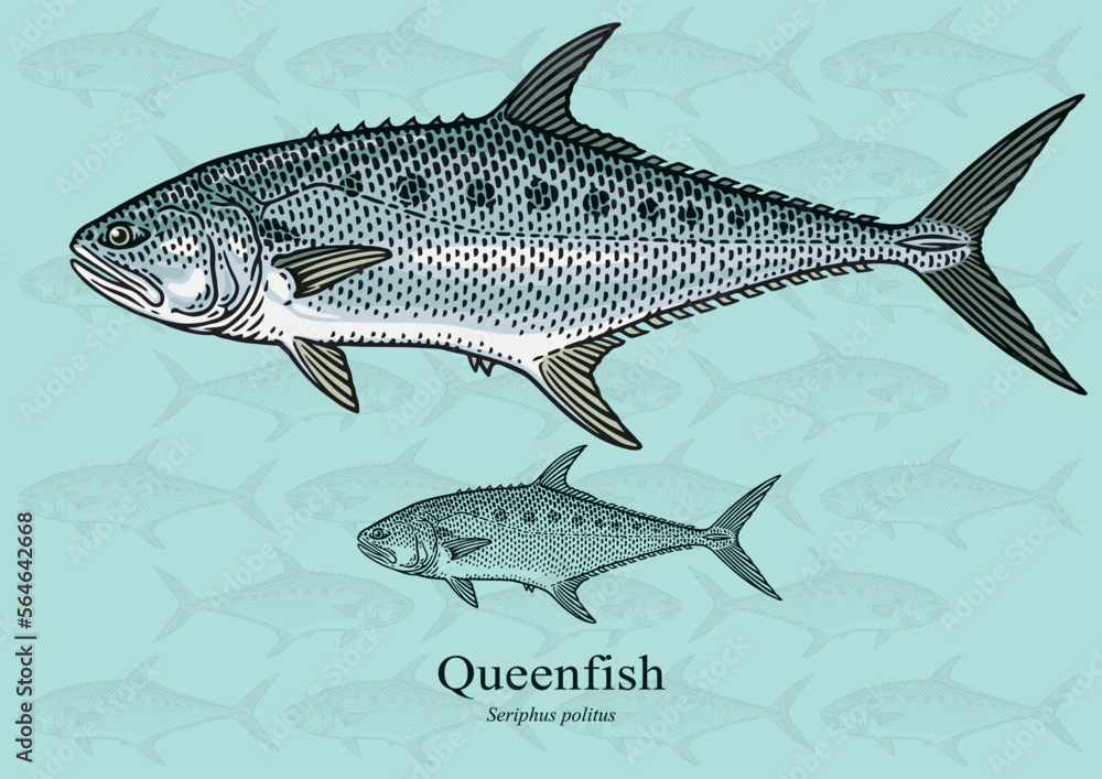 Fototapeta premium Queenfish. Vector illustration with refined details and optimized stroke that allows the image to be used in small sizes (in packaging design, decoration, educational graphics, etc.)