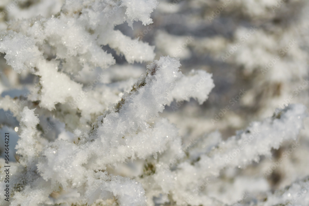 close-up snow stuck on tree branches. snow crystals closeup