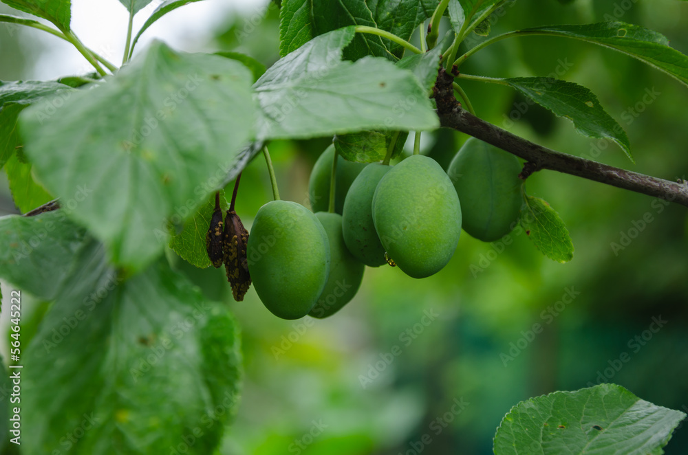 unripe green plum on a branch in the garden