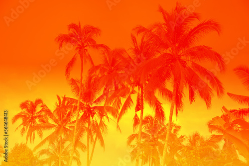 Fototapeta Naklejka Na Ścianę i Meble -  Palm tree tropical sunny forest, vacation concept
