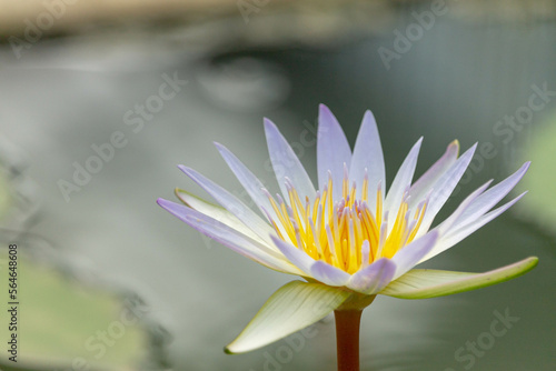 white lotus flower in lotus flower pot