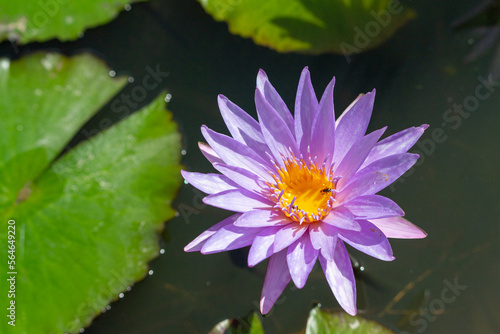 Purple lotus flower in a little pot in Mae Rim Botanical Garden, Chiang Mai