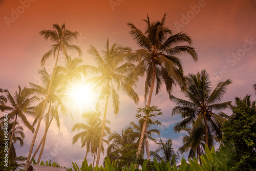 Palm tree tropical forest on sunset, vacation and tourism concept © Maresol