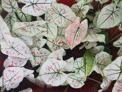 Caladium bicolor is frequently grown for decorative purposes. due to its enormous, heart- or spear-shaped leaves, which are distinctively colored green, white, pink, or red. 