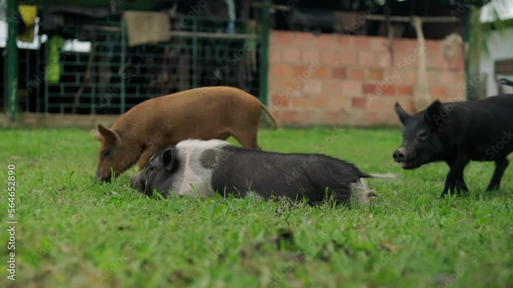 Cerdos pequeños en un campo verde caminando tranquilos en plano completo 