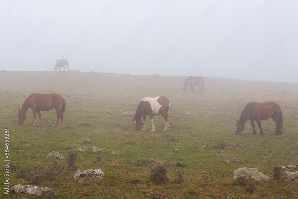 Obraz premium Horses in a foggy field during a sunrise.