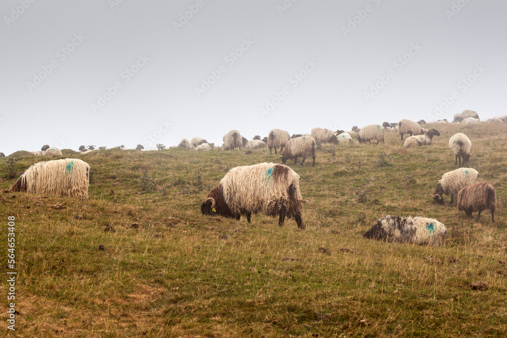 Fototapeta premium A flock of sheep grazing in the mist at early morning