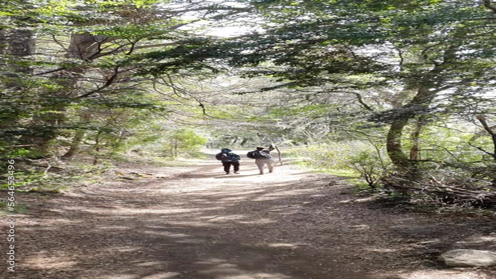 two people trekking on a trail surrounded by trees two people trekking on a trail surrounded by trees