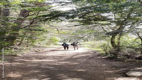 two people trekking on a trail surrounded by trees