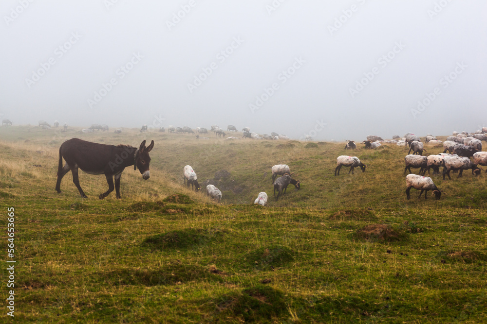 Fototapeta premium Donkey standing on foggy land, French Pyrenees