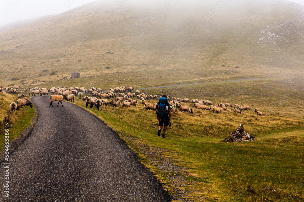 Pilgrim walking next to a flock of sheep along the way of St. James