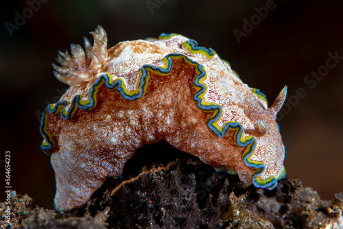 Nudibranch (sea slug) - Glossodoris sp. cf. cincta. Underwater macro world of Tulamben, Bali, Indonesia. photo