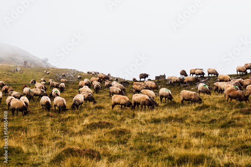 Flock of sheep grazing on Camino de Santiago