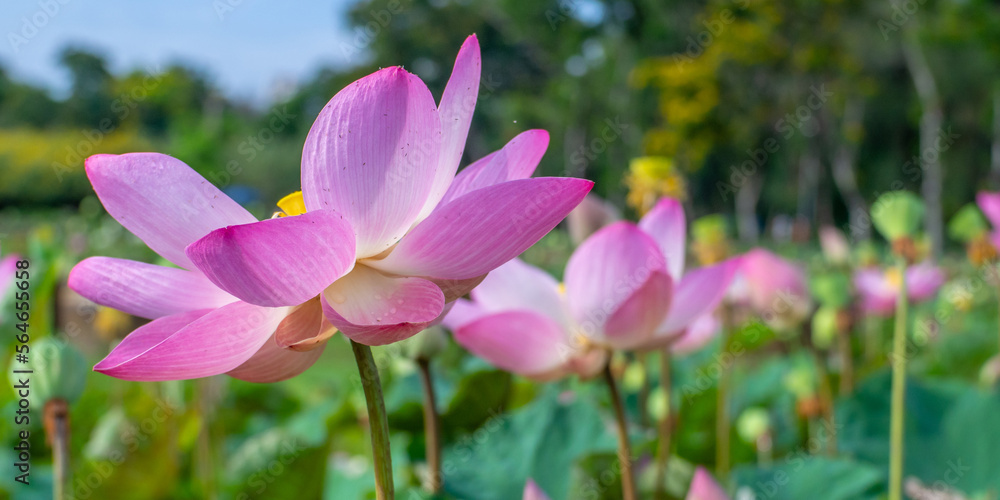 flower lotus pink close up in lotus field flower lotus pink close up in lotus field