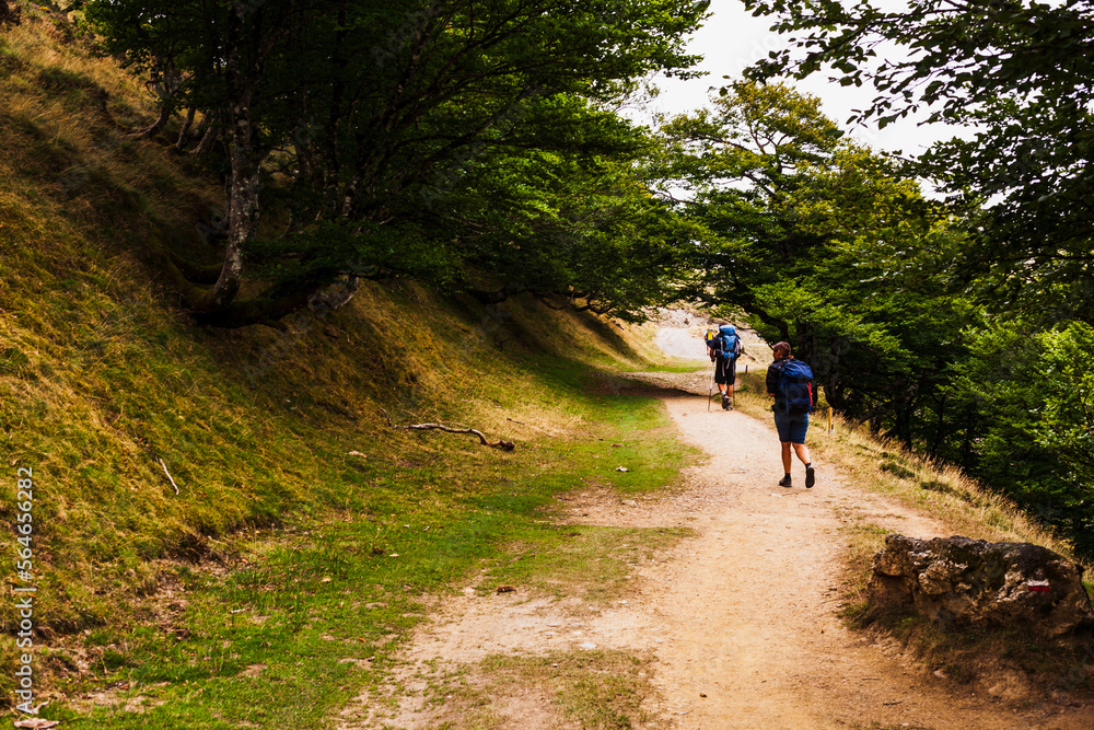 Pilgrims walking in the wood of the Pyrenees, Camino de Santiago Pilgrims walking in the wood of the Pyrenees, Camino de Santiago