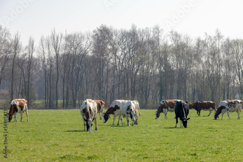 A group of black and white Dutch cows walking and eating grass on the green meadow with blurred forest as background, Open farm with dairy cattle on the field in countryside farm, Netherlands.