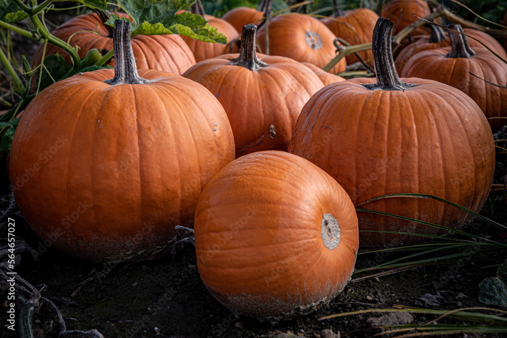 Fototapeta premium Kürbisse auf dem Feld