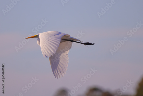 Flying great egret against blurred blue sky on sunny day.  © Mark