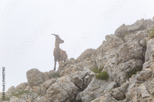 Bouquetin des Alpes sur un rocher sous le brouillard