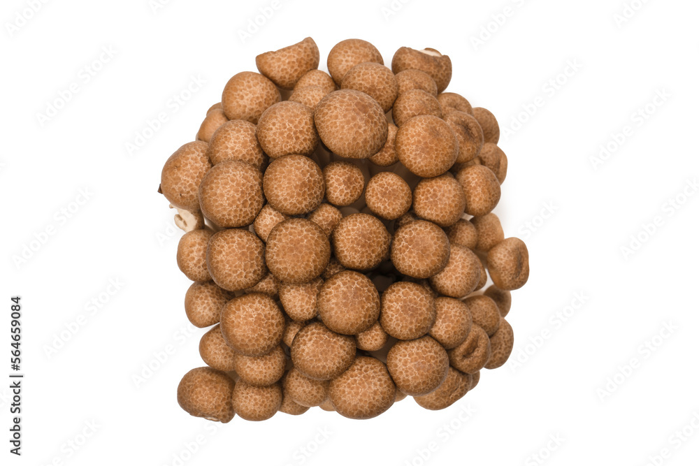 Raw beech mushrooms isolated on white background. Raw beech mushrooms isolated on white background.
