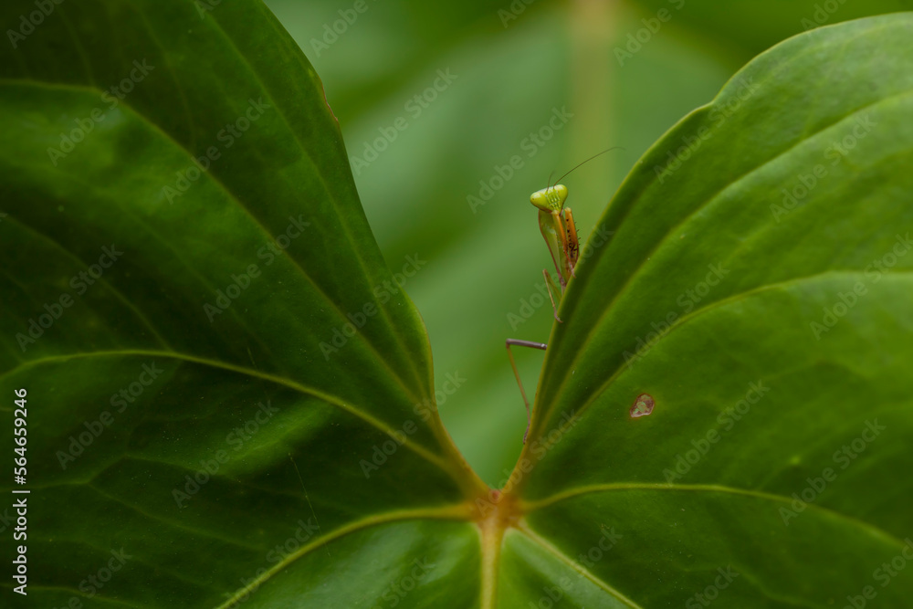 Praying Mantis Between Green Leaves Praying Mantis Between Green Leaves