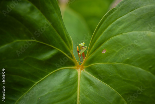 Praying Mantis Between Green Leaves