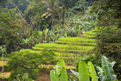 Green rice terraces in Bali, Indonasia. Beautiful natural landscape photo