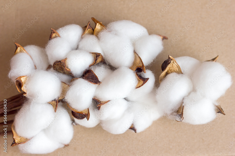 Dry flowering cotton branch on natural craft background, production from natural organic materials, copy space for text Dry flowering cotton branch on natural craft background, production from natural organic materials, copy space for text