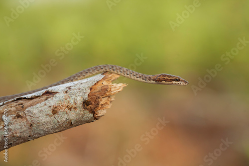 Little Snake in Nature 
