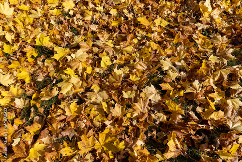 Orange maple foliage on the ground during leaf fall