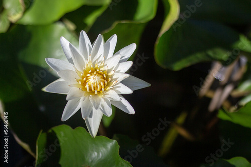 White lotus flowers are blooming in pots.