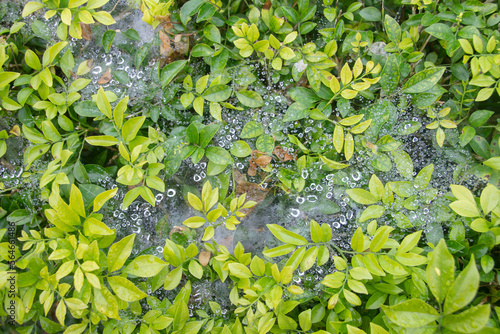 Mae Khaning covers grass on Doi Khun Wang, Mae Wang, Chiang Mai.