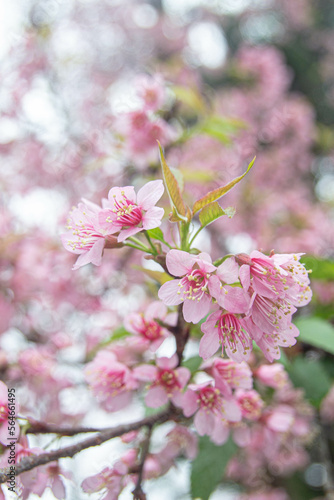 Pink cherry blossoms on top of Doi Khun Wang, Mae Wang, Chiang Mai