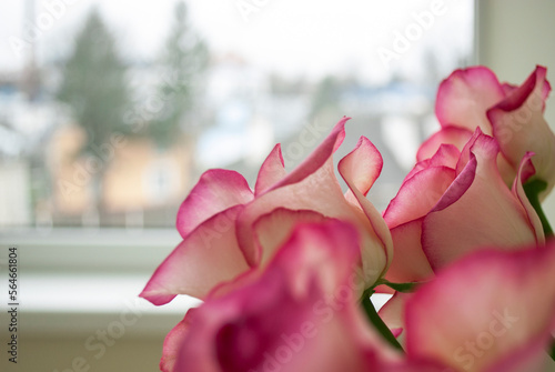 Fototapeta Naklejka Na Ścianę i Meble -  A bouquet of pink roses on the background of a window in a room in daylight. Floral natural background
