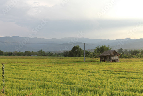 A hut in the middle of a golden rice field