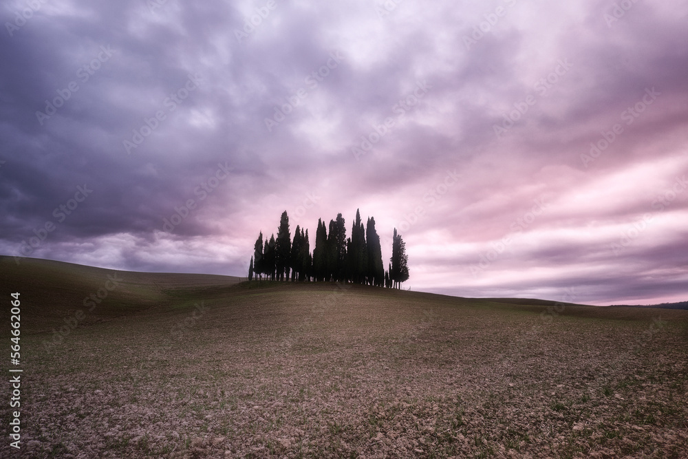Cypress trees in a  plowed field in val d'orcia at sunset