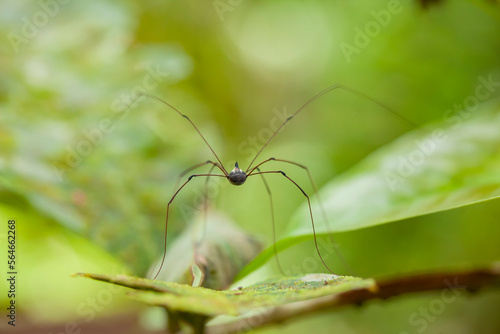 Forest Spider on green leaves