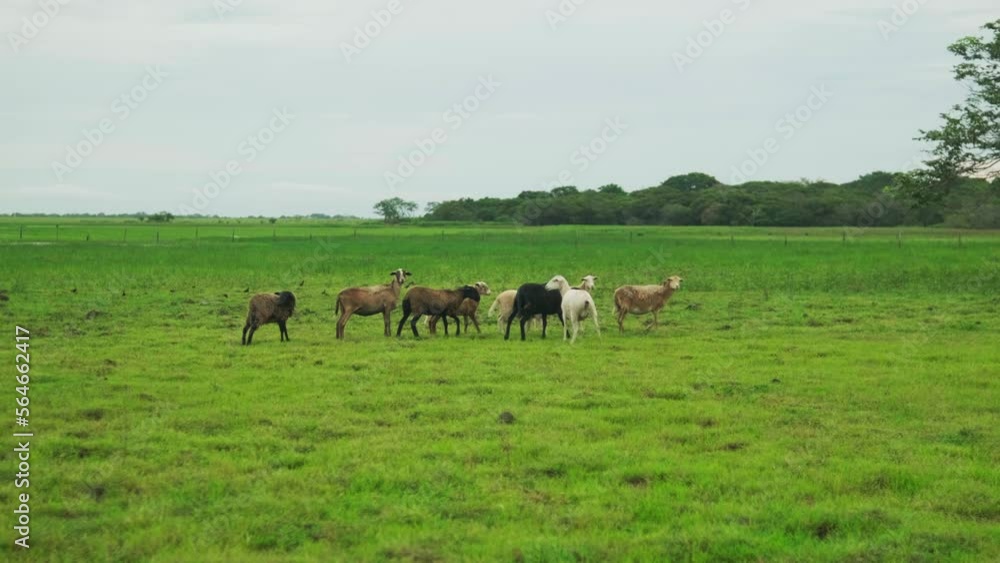 Campo abierto con caballos en llanos orientales Campo abierto con caballos en llanos orientales
