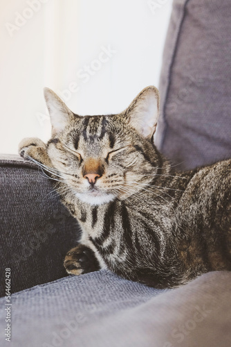 Cute European Shorthair cat sleeping on sofa, close up. Sleepy tabby kitty lying on couch. Pets acting like humans. © Iryna