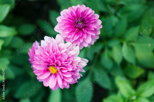 Pink Dahlia flower over blurred green leaves background  outdoor day light  flower garden in spring and summer season