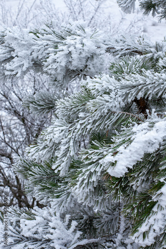 Pine branches covered with white snow and hoarfrost in winter on a frosty day close-up.
