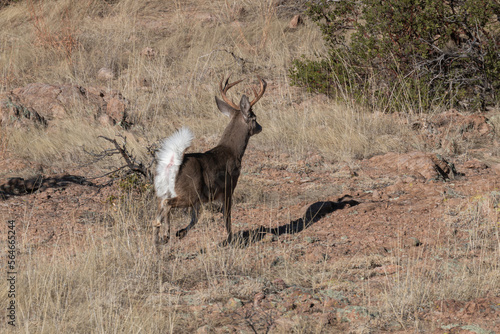 Buck Coues Whitetail Deer in the Arizona Desert