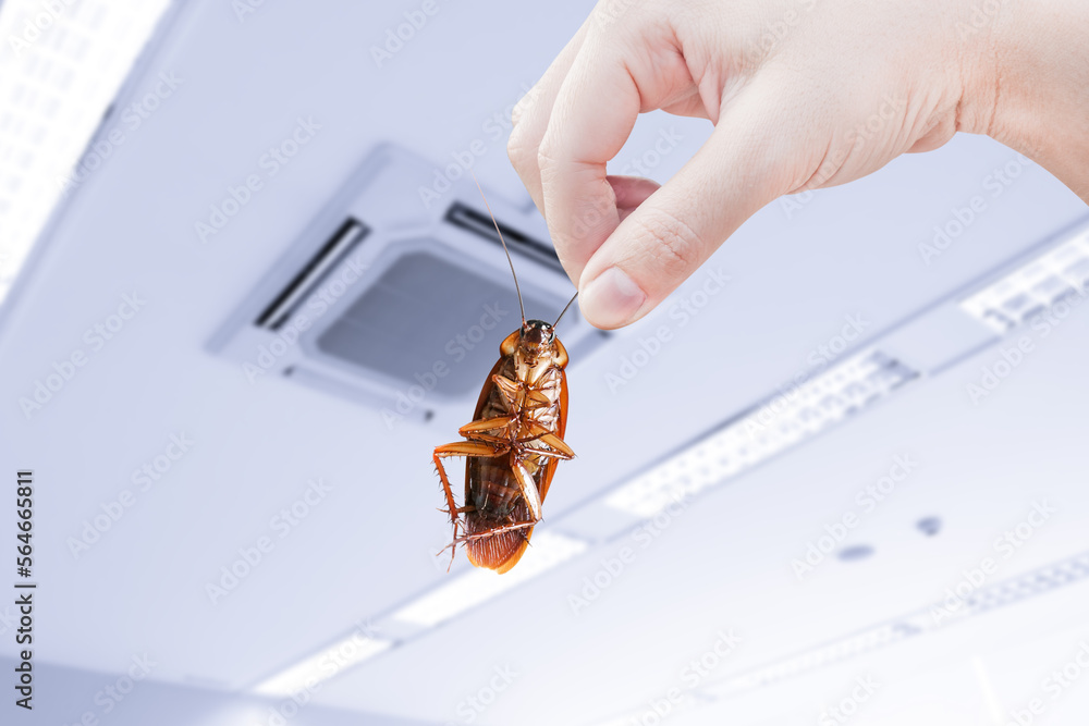 Hand holding cockroach with inside the building background, eliminate